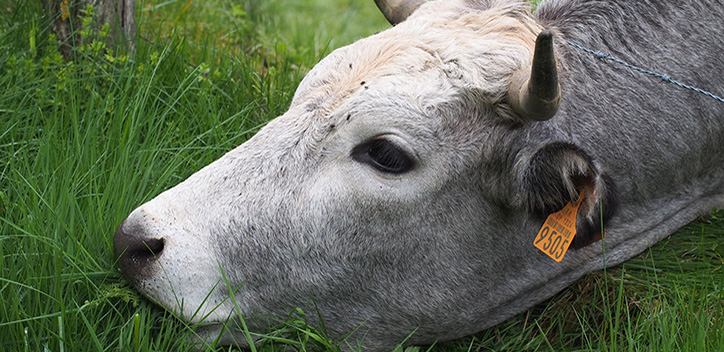 Realities of the dairy industry | The Vegan Society