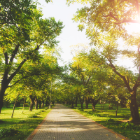 Trees in the park on a sunny day