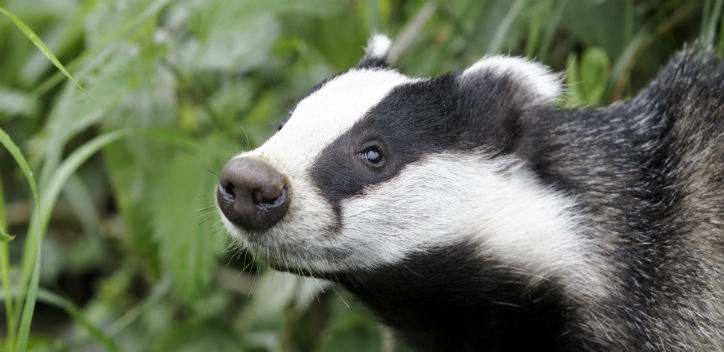 no-badger-blame-game-the-vegan-society