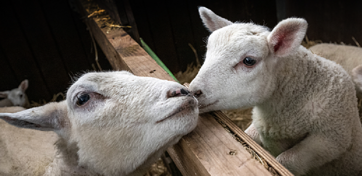 Mother’s Day: Celebrating the beautiful ways animals shine as mothers