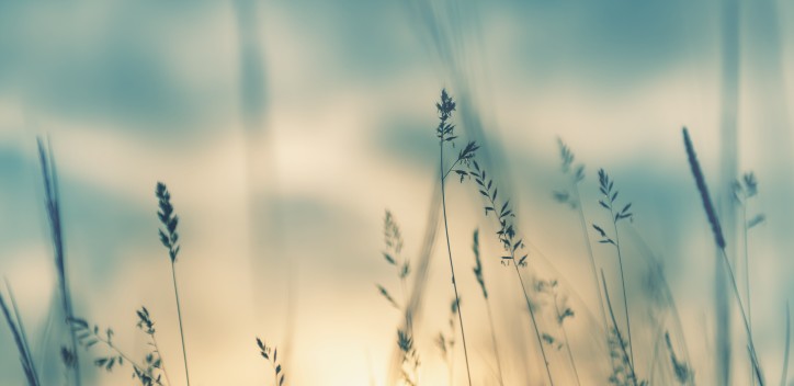 Grass blowing in the wind during sunrise