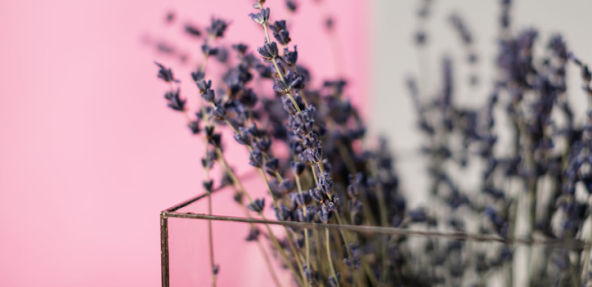 Dried lavender in a glass pot against a pink and grey background