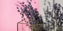 Dried lavender in a glass pot against a pink and grey background