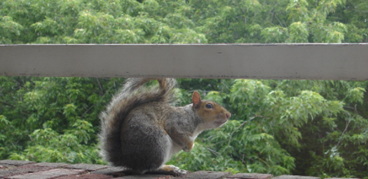 Grey squirrel on ledge