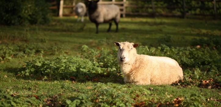 Happy sheep in a field at a sanctuary