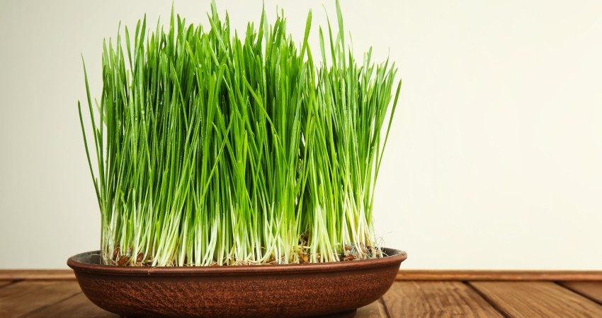 Dish with sprouted wheat grass