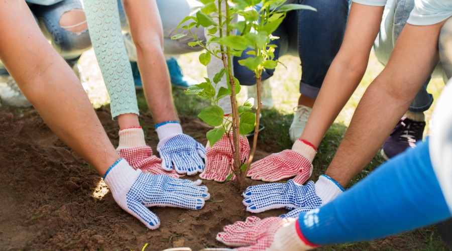 Group of people wearing gardening gloves planting a tree together