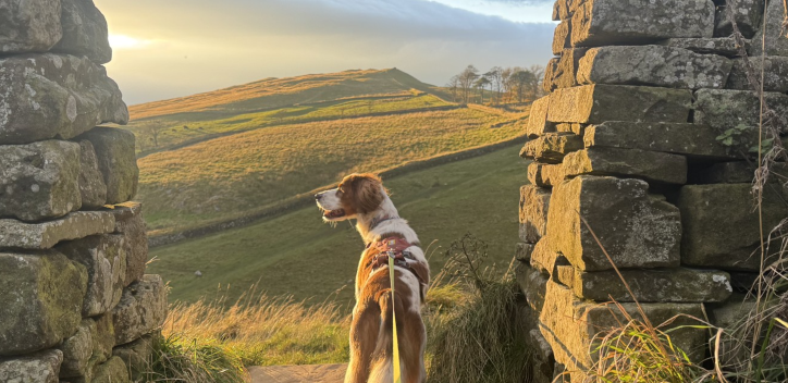 'Wyatt, a rescue dog who loves exploring in nature and thrives on a balanced plant-based diet.