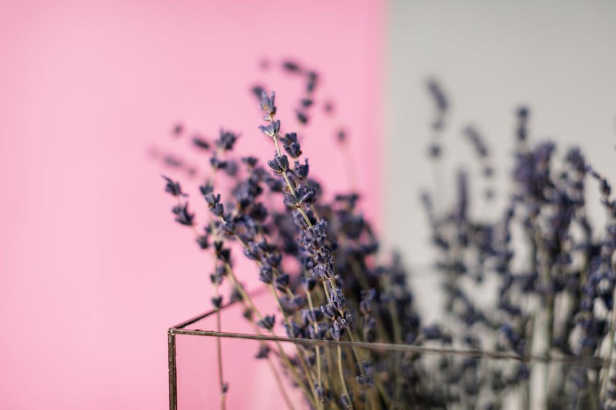 Lavender Flowers in Tilt Shift Lens